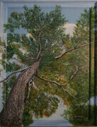 Solway Pine