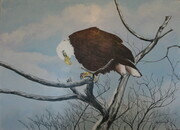 Wynn Bald Eagle
